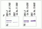 ERK1/ERK2 Antibody