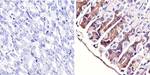 ERK1/ERK2 Antibody in Immunohistochemistry (Paraffin) (IHC (P))