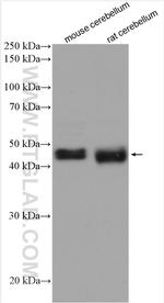 NEGR1 Antibody in Western Blot (WB)