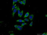 DZIP1 Antibody in Immunocytochemistry (ICC/IF)