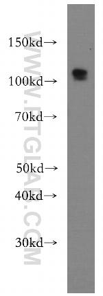 DZIP1 Antibody in Western Blot (WB)