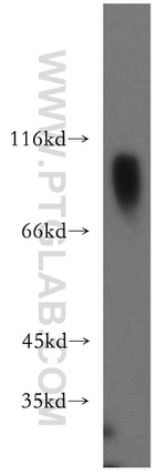 DZIP1 Antibody in Western Blot (WB)