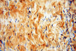 GAS6 Antibody in Immunohistochemistry (Paraffin) (IHC (P))