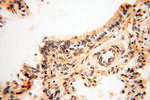 GAS6 Antibody in Immunohistochemistry (Paraffin) (IHC (P))