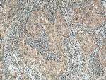 GAS6 Antibody in Immunohistochemistry (Paraffin) (IHC (P))