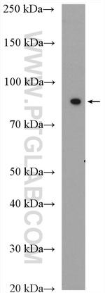 GAS6 Antibody in Western Blot (WB)