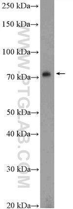 GAS6 Antibody in Western Blot (WB)