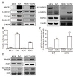 beta Catenin Antibody in Western Blot (WB)