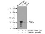 GTPBP4 Antibody in Immunoprecipitation (IP)