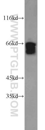 SODD/BAG4 Antibody in Western Blot (WB)