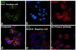 CD3 Antibody