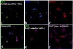 CD3 Antibody in Immunocytochemistry (ICC/IF)