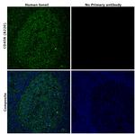 CD45R (B220) Antibody in Immunohistochemistry (Paraffin) (IHC (P))