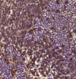 CD45R (B220) Antibody in Immunohistochemistry (Paraffin) (IHC (P))