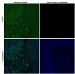 CD45 Antibody in Immunohistochemistry (Paraffin) (IHC (P))