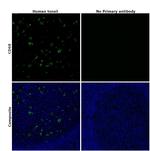 CD68 Antibody in Immunohistochemistry (Paraffin) (IHC (P))