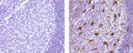 CD68 Antibody in Immunohistochemistry (Paraffin) (IHC (P))