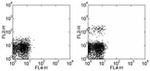 CD193 (CCR3) Antibody in Flow Cytometry (Flow)