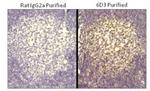 Rat IgG2a kappa Isotype Control in Immunohistochemistry (Paraffin) (IHC (P))