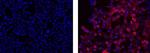 Mouse IgG2b kappa Isotype Control in Immunocytochemistry (ICC/IF)