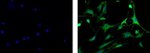 Mouse IgM Isotype Control in Immunocytochemistry (ICC/IF)