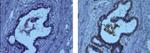 Smooth Muscle Myosin Antibody in Immunohistochemistry (Paraffin) (IHC (P))