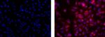 Neural/Glial Antigen 2 (NG2) Antibody in Immunocytochemistry (ICC/IF)