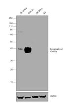 Synaptophysin Antibody