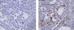 CD137 Ligand (4-1BB Ligand) Antibody in Immunohistochemistry (Paraffin) (IHC (P))