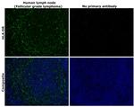 HLA-DR Antibody in Immunohistochemistry (Paraffin) (IHC (P))