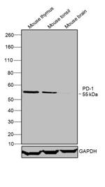 CD279 (PD-1) Antibody