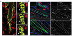 CD11b Antibody in Immunohistochemistry (IHC)