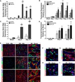 CD31 (PECAM-1) Antibody in Immunohistochemistry (IHC)