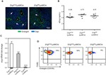 CD105 (Endoglin) Antibody in Flow Cytometry (Flow)