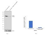 beta Catenin Antibody