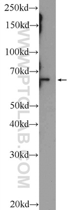 ARNTL Antibody in Western Blot (WB)