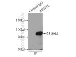 ARNTL Antibody in Immunoprecipitation (IP)