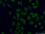 HOXC4 Antibody in Immunocytochemistry (ICC/IF)