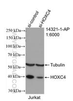 HOXC4 Antibody in Western Blot (WB)