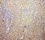 USP1 Antibody in Immunohistochemistry (Paraffin) (IHC (P))