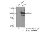 USP1 Antibody in Immunoprecipitation (IP)