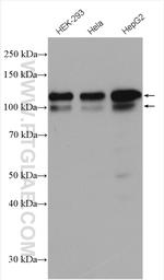 USP1 Antibody in Western Blot (WB)