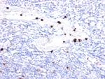 Granulocyte-Colony Stimulating Factor (G-CSF) Antibody in Immunohistochemistry (Paraffin) (IHC (P))