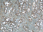 ATP1A1 Antibody in Immunohistochemistry (Paraffin) (IHC (P))