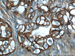 ATP1A1 Antibody in Immunohistochemistry (Paraffin) (IHC (P))