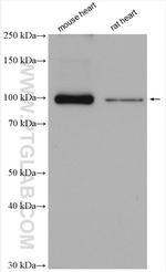 ATP1A1 Antibody in Western Blot (WB)