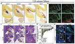 EOMES Antibody in Immunohistochemistry (IHC)