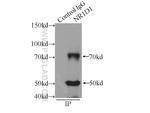 NR1D1 Antibody in Immunoprecipitation (IP)