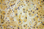 Synaptotagmin-1 Antibody in Immunohistochemistry (Paraffin) (IHC (P))