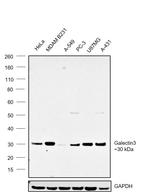 Galectin 3 Antibody in Western Blot (WB)